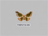 藏品(尺蛾299)的圖片